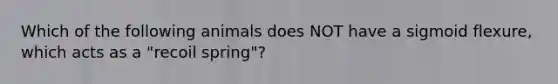 Which of the following animals does NOT have a sigmoid flexure, which acts as a "recoil spring"?