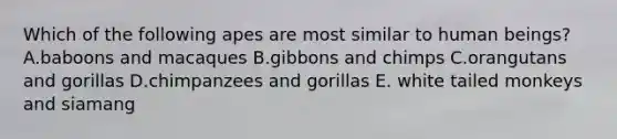 Which of the following apes are most similar to human beings? A.baboons and macaques B.gibbons and chimps C.orangutans and gorillas D.chimpanzees and gorillas E. white tailed monkeys and siamang