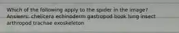 Which of the following apply to the spider in the image? Answers: chelicera echinoderm gastropod book lung insect arthropod trachae exoskeleton