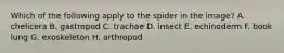 Which of the following apply to the spider in the image? A. chelicera B. gastropod C. trachae D. insect E. echinoderm F. book lung G. exoskeleton H. arthropod