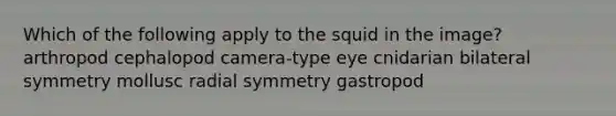 Which of the following apply to the squid in the image? arthropod cephalopod camera-type eye cnidarian bilateral symmetry mollusc radial symmetry gastropod