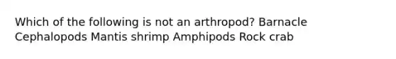 Which of the following is not an arthropod? Barnacle Cephalopods Mantis shrimp Amphipods Rock crab