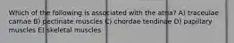 Which of the following is associated with the atria? A) traceulae carnae B) pectinate muscles C) chordae tendinae D) papillary muscles E) skeletal muscles