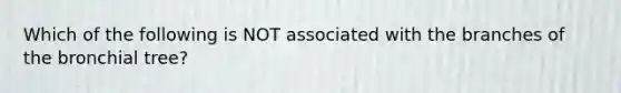 Which of the following is NOT associated with the branches of the bronchial tree?