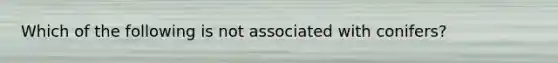 Which of the following is not associated with conifers?