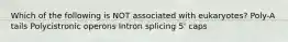 Which of the following is NOT associated with eukaryotes? Poly-A tails Polycistronic operons Intron splicing 5' caps