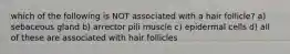 which of the following is NOT associated with a hair follicle? a) sebaceous gland b) arrector pili muscle c) epidermal cells d) all of these are associated with hair follicles