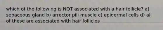 which of the following is NOT associated with a hair follicle? a) sebaceous gland b) arrector pili muscle c) epidermal cells d) all of these are associated with hair follicles