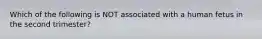 Which of the following is NOT associated with a human fetus in the second trimester?