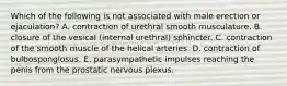 Which of the following is not associated with male erection or ejaculation? A. contraction of urethral smooth musculature. B. closure of the vesical (internal urethral) sphincter. C. contraction of the smooth muscle of the helical arteries. D. contraction of bulbospongiosus. E. parasympathetic impulses reaching the penis from the prostatic nervous plexus.