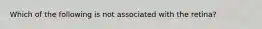 Which of the following is not associated with the retina?