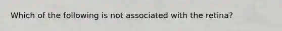 Which of the following is not associated with the retina?