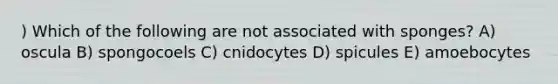 ) Which of the following are not associated with sponges? A) oscula B) spongocoels C) cnidocytes D) spicules E) amoebocytes