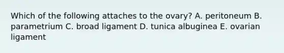 Which of the following attaches to the ovary? A. peritoneum B. parametrium C. broad ligament D. tunica albuginea E. ovarian ligament