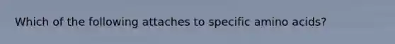 Which of the following attaches to specific amino acids?