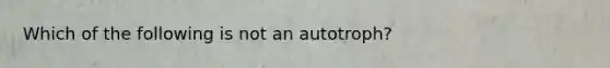 Which of the following is not an autotroph?