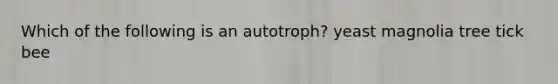 Which of the following is an autotroph? yeast magnolia tree tick bee