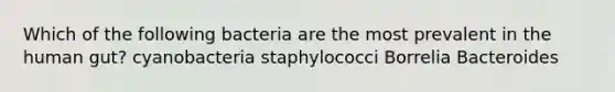 Which of the following bacteria are the most prevalent in the human gut? cyanobacteria staphylococci Borrelia Bacteroides