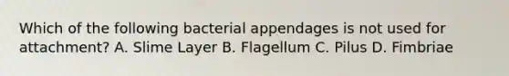 Which of the following bacterial appendages is not used for attachment? A. Slime Layer B. Flagellum C. Pilus D. Fimbriae