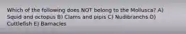 Which of the following does NOT belong to the Mollusca? A) Squid and octopus B) Clams and pipis C) Nudibranchs D) Cuttlefish E) Barnacles