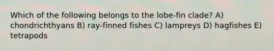 Which of the following belongs to the lobe-fin clade? A) chondrichthyans B) ray-finned fishes C) lampreys D) hagfishes E) tetrapods