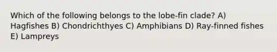 Which of the following belongs to the lobe‐fin clade? A) Hagfishes B) Chondrichthyes C) Amphibians D) Ray‐finned fishes E) Lampreys