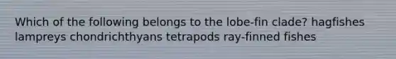 Which of the following belongs to the lobe-fin clade? hagfishes lampreys chondrichthyans tetrapods ray-finned fishes