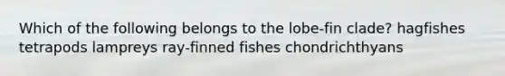 Which of the following belongs to the lobe-fin clade? hagfishes tetrapods lampreys ray-finned fishes chondrichthyans