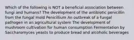 Which of the following is NOT a beneficial association between fungi and humans? The development of the antibiotic penicillin from the fungal mold Penicillium An outbreak of a fungal pathogen in an agricultural system The development of mushroom cultivation for human consumption Fermentation by Saccharomyces yeasts to produce bread and alcoholic beverages