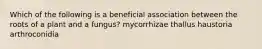 Which of the following is a beneficial association between the roots of a plant and a fungus? mycorrhizae thallus haustoria arthroconidia