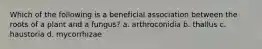 Which of the following is a beneficial association between the roots of a plant and a fungus? a. arthroconidia b. thallus c. haustoria d. mycorrhizae