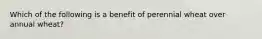 Which of the following is a benefit of perennial wheat over annual wheat?