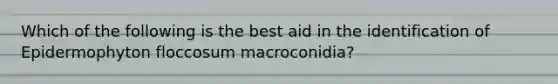 Which of the following is the best aid in the identification of Epidermophyton floccosum macroconidia?