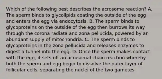 Which of the following best describes the acrosome reaction? A. The sperm binds to glycolipids coating the outside of the egg and enters the egg via endocytosis. B. The sperm binds to glycoproteins on the outside of the egg then burrows its way through the corona radiata and zona pellucida, powered by an abundant supply of mitochondria. C. The sperm binds to glycoproteins in the zona pellucida and releases enzymes to digest a tunnel into the egg. D. Once the sperm makes contact with the egg, it sets off an acrosomal chain reaction whereby both the sperm and egg begin to dissolve the outer layer of follicular cells, separating the nuclei of the two gametes.