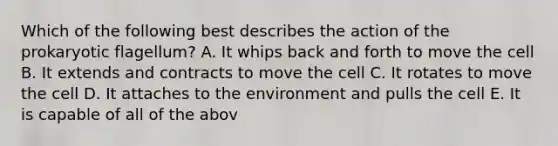 Which of the following best describes the action of the prokaryotic flagellum? A. It whips back and forth to move the cell B. It extends and contracts to move the cell C. It rotates to move the cell D. It attaches to the environment and pulls the cell E. It is capable of all of the abov