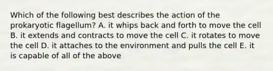 Which of the following best describes the action of the prokaryotic flagellum? A. it whips back and forth to move the cell B. it extends and contracts to move the cell C. it rotates to move the cell D. it attaches to the environment and pulls the cell E. it is capable of all of the above