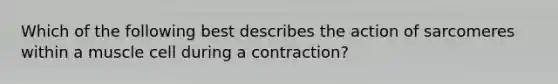 Which of the following best describes the action of sarcomeres within a muscle cell during a contraction?