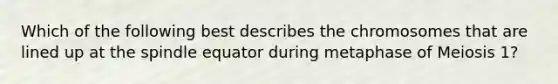 Which of the following best describes the chromosomes that are lined up at the spindle equator during metaphase of Meiosis 1?
