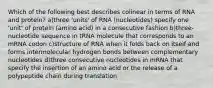 Which of the following best describes colinear in terms of RNA and protein? a)three 'units' of RNA (nucleotides) specify one 'unit' of protein (amino acid) in a consecutive fashion b)three-nucleotide sequence in tRNA molecule that corresponds to an mRNA codon c)structure of RNA when it folds back on itself and forms intermolecular hydrogen bonds between complementary nucleotides d)three consecutive nucleotides in mRNA that specify the insertion of an amino acid or the release of a polypeptide chain during translation