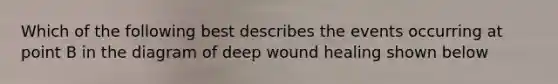 Which of the following best describes the events occurring at point B in the diagram of deep wound healing shown below