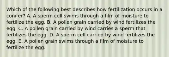 Which of the following best describes how fertilization occurs in a conifer? A. A sperm cell swims through a film of moisture to fertilize the egg. B. A pollen grain carried by wind fertilizes the egg. C. A pollen grain carried by wind carries a sperm that fertilizes the egg. D. A sperm cell carried by wind fertilizes the egg. E. A pollen grain swims through a film of moisture to fertilize the egg.