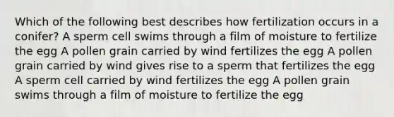 Which of the following best describes how fertilization occurs in a conifer? A sperm cell swims through a film of moisture to fertilize the egg A pollen grain carried by wind fertilizes the egg A pollen grain carried by wind gives rise to a sperm that fertilizes the egg A sperm cell carried by wind fertilizes the egg A pollen grain swims through a film of moisture to fertilize the egg