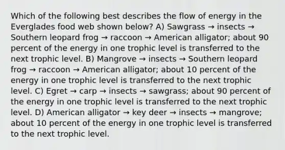 Which of the following best describes the flow of energy in the Everglades food web shown below? A) Sawgrass → insects → Southern leopard frog → raccoon → American alligator; about 90 percent of the energy in one trophic level is transferred to the next trophic level. B) Mangrove → insects → Southern leopard frog → raccoon → American alligator; about 10 percent of the energy in one trophic level is transferred to the next trophic level. C) Egret → carp → insects → sawgrass; about 90 percent of the energy in one trophic level is transferred to the next trophic level. D) American alligator → key deer → insects → mangrove; about 10 percent of the energy in one trophic level is transferred to the next trophic level.