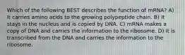 Which of the following BEST describes the function of mRNA? A) It carries amino acids to the growing polypeptide chain. B) It stays in the nucleus and is copied by DNA. C) mRNA makes a copy of DNA and carries the information to the ribosome. D) It is transcribed from the DNA and carries the information to the ribosome.