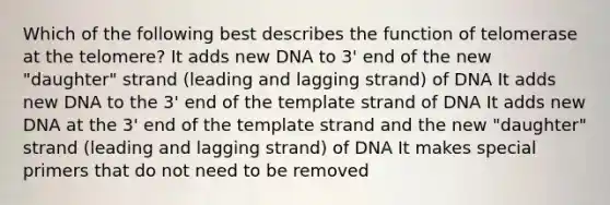 Which of the following best describes the function of telomerase at the telomere? It adds new DNA to 3' end of the new "daughter" strand (leading and lagging strand) of DNA It adds new DNA to the 3' end of the template strand of DNA It adds new DNA at the 3' end of the template strand and the new "daughter" strand (leading and lagging strand) of DNA It makes special primers that do not need to be removed