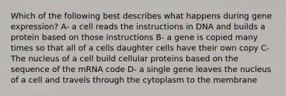 Which of the following best describes what happens during gene expression? A- a cell reads the instructions in DNA and builds a protein based on those instructions B- a gene is copied many times so that all of a cells daughter cells have their own copy C- The nucleus of a cell build cellular proteins based on the sequence of the mRNA code D- a single gene leaves the nucleus of a cell and travels through the cytoplasm to the membrane