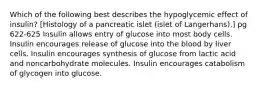 Which of the following best describes the hypoglycemic effect of insulin? [Histology of a pancreatic islet (islet of Langerhans).] pg 622-625 Insulin allows entry of glucose into most body cells. Insulin encourages release of glucose into the blood by liver cells. Insulin encourages synthesis of glucose from lactic acid and noncarbohydrate molecules. Insulin encourages catabolism of glycogen into glucose.