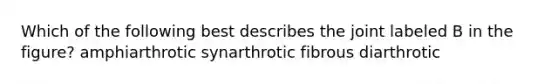 Which of the following best describes the joint labeled B in the figure? amphiarthrotic synarthrotic fibrous diarthrotic