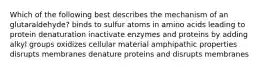 Which of the following best describes the mechanism of an glutaraldehyde? binds to sulfur atoms in amino acids leading to protein denaturation inactivate enzymes and proteins by adding alkyl groups oxidizes cellular material amphipathic properties disrupts membranes denature proteins and disrupts membranes