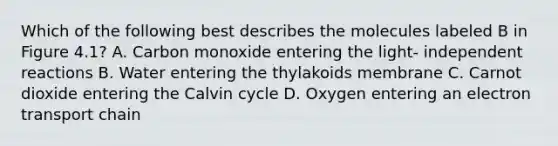 Which of the following best describes the molecules labeled B in Figure 4.1? A. Carbon monoxide entering the light- independent reactions B. Water entering the thylakoids membrane C. Carnot dioxide entering the Calvin cycle D. Oxygen entering an electron transport chain